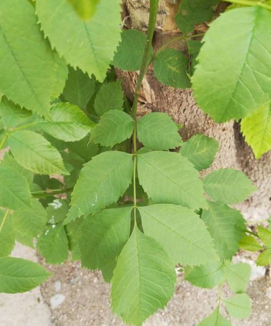 白蜡是什么树？全面解析这一优良的落叶乔木