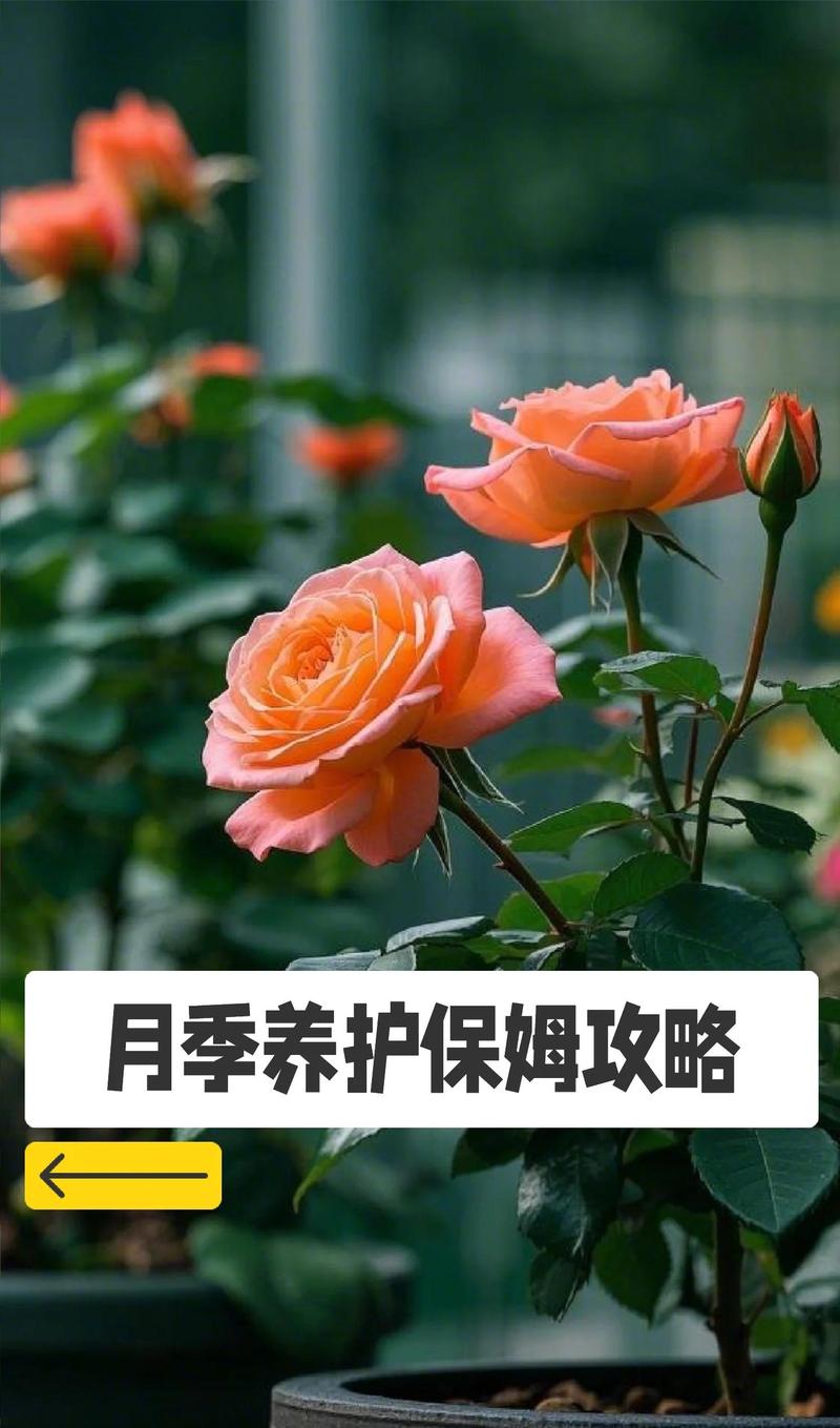 花卉是指花的什么?以月季为例,揭秘观花植物养护的六大核心维度 修剪促花系统指导:剪出繁花似锦
