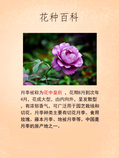 花卉是指花的什么?以月季为例,揭秘观花植物养护的六大核心维度 越冬与越夏管理:不同气候带的操作清单