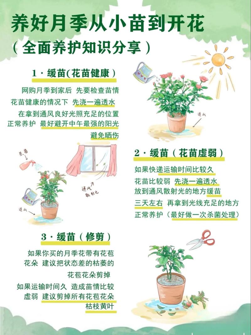花卉是指花的什么?以月季为例,揭秘观花植物养护的六大核心维度 FAQ