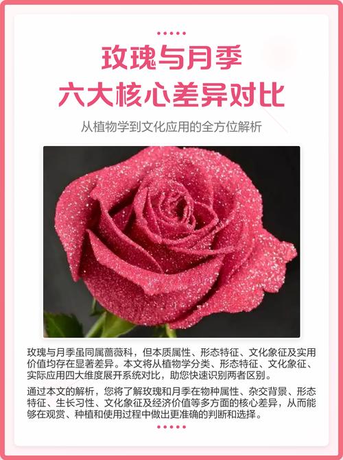花卉是指花的什么?以月季为例,揭秘观花植物养护的六大核心维度 总结:三个核心可执行动作