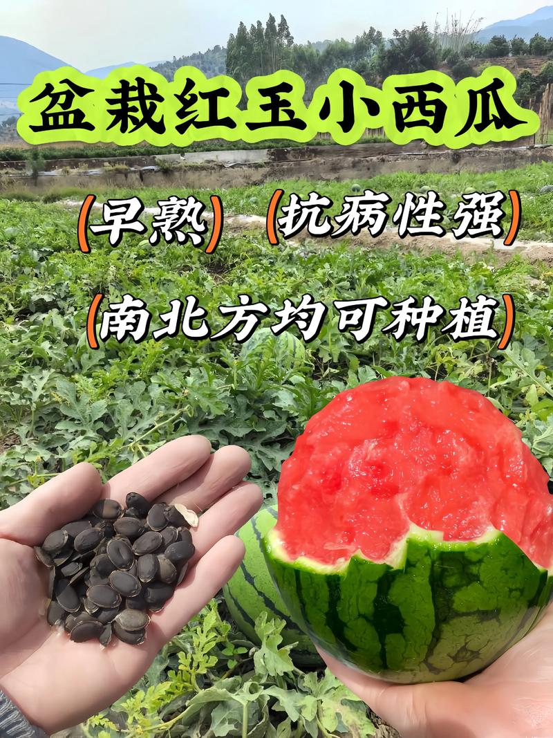 西瓜种子千粒重是多少克?详解影响因素与选种要点 三、如何正确测定千粒重?