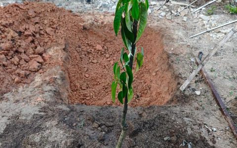 榴莲种子怎么种？发芽后的种植方法与全流程养护指南