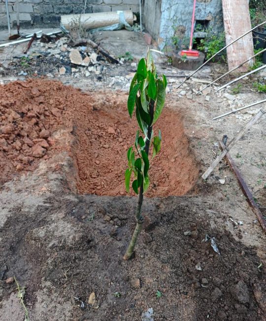 榴莲种子怎么种？发芽后的种植方法与全流程养护指南