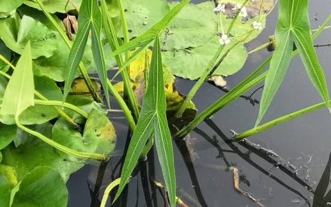 慈菇是什么植物？一文读懂它的形态特征与种植养护要点