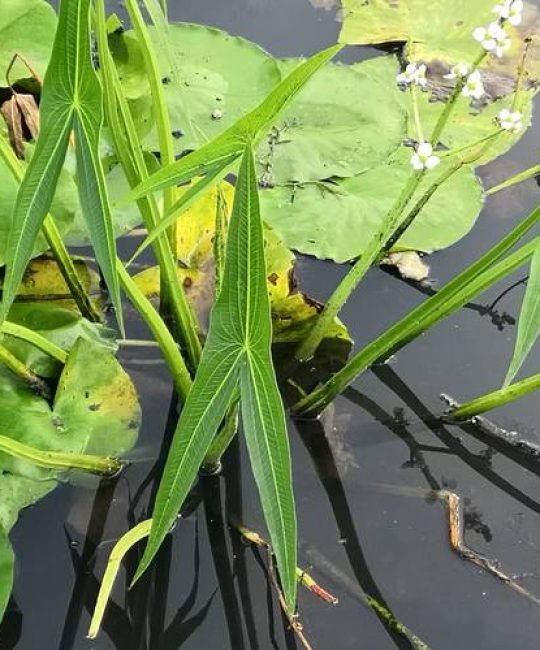 慈菇是什么植物？一文读懂它的形态特征与种植养护要点