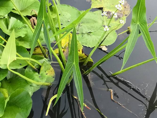 慈菇是什么植物?一文读懂它的形态特征与种植养护要点 慈菇是什么植物?一文读懂它的形态特征与种植养护要点