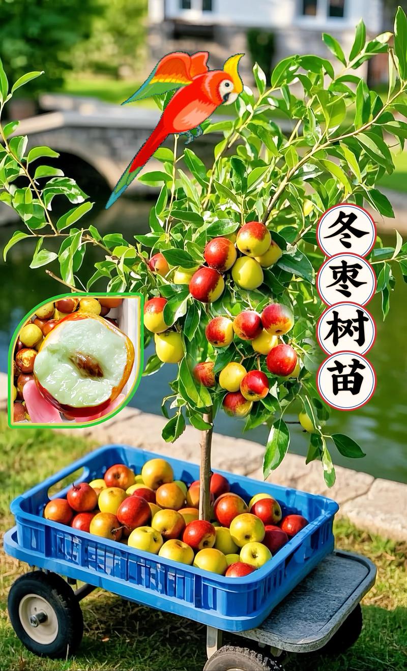 枣树不是雌雄异株,无需授粉树即可丰产 经济价值:2026年鲜食枣收购价5-15元/斤,制干枣3-8元/斤