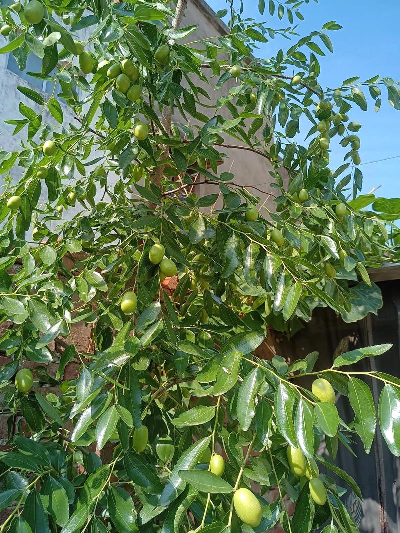 枣树不是雌雄异株,无需授粉树即可丰产 修剪与施肥:按物候期执行,配合“摘心”保果