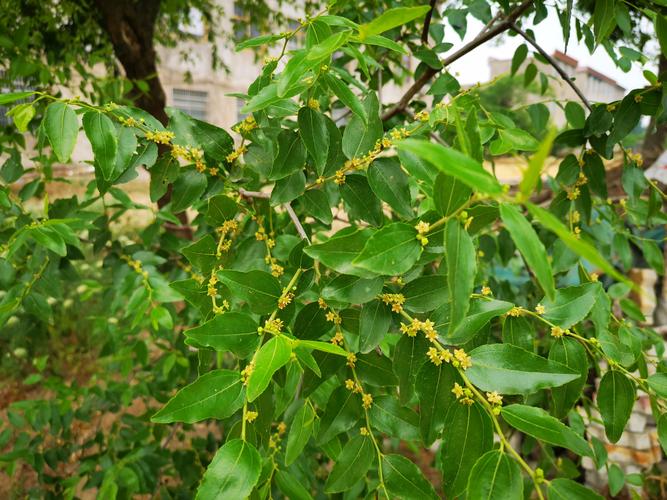 枣树不是雌雄异株,无需授粉树即可丰产 采购质量判断:一看嫁接口、二看根系、三看苗龄