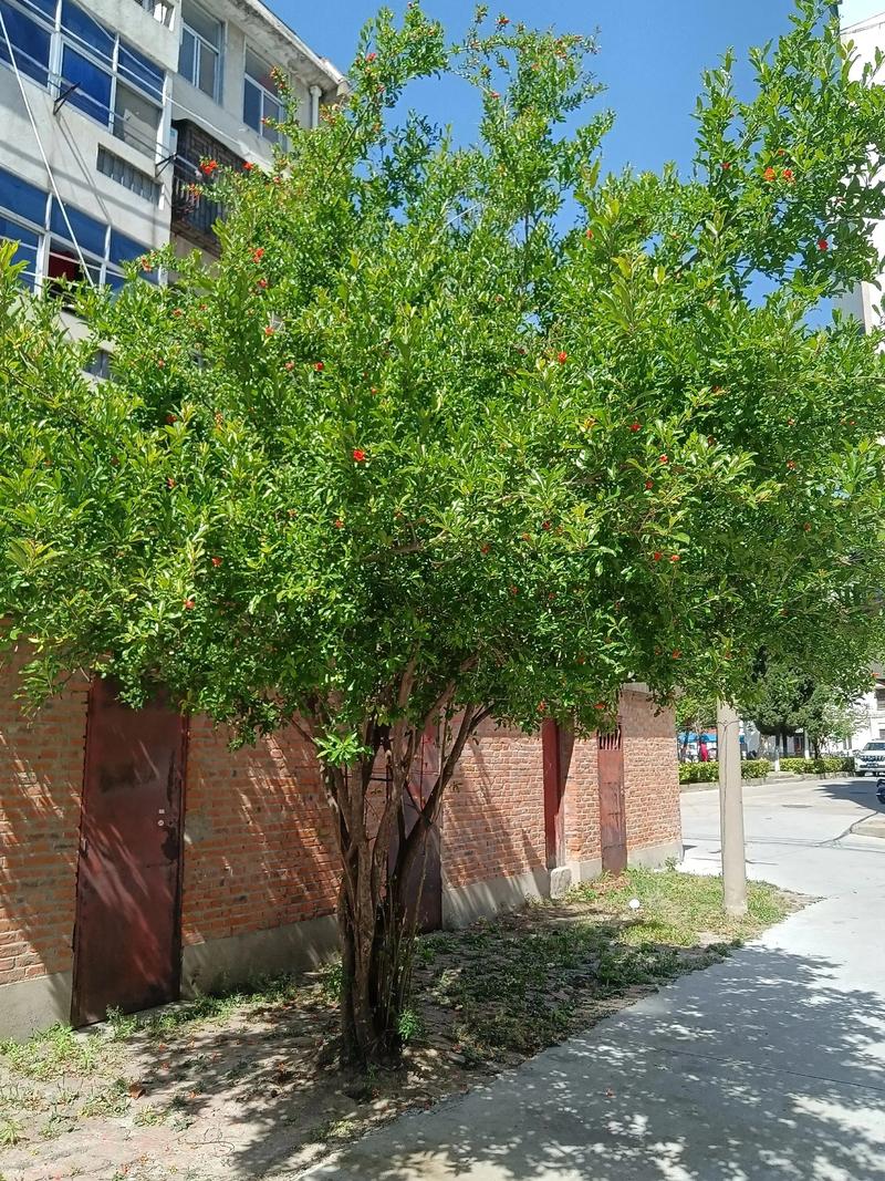 枣树不是雌雄异株,无需授粉树即可丰产 总结验证:自花结实、早果丰产、采购重品质