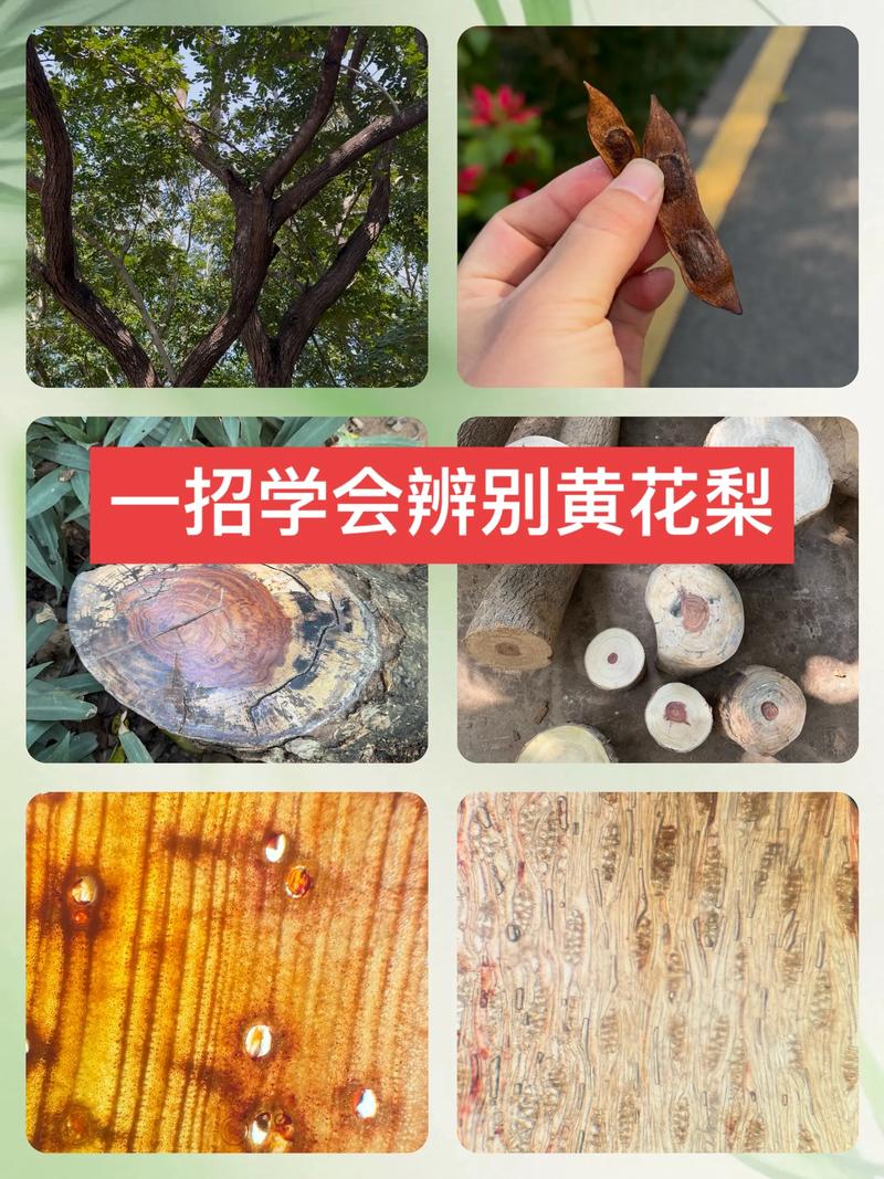 园艺爱好者必看:怎么辨别是不是黄花梨?从纹理到气味,教你一眼识真伪 二、闻气味:辛香浓郁,药香持久