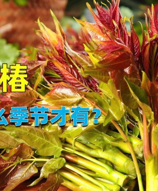 2026年香椿什么季节才有？早春采摘时间表与种植指南