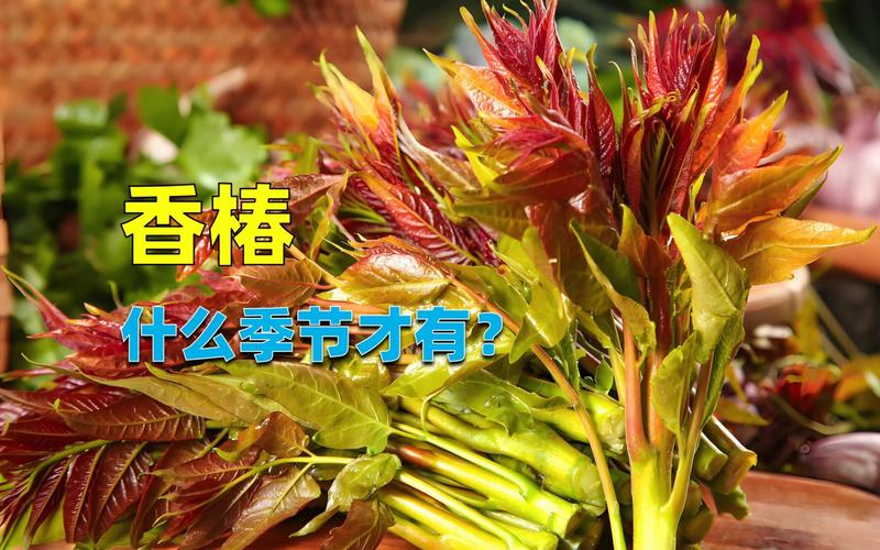 2026年香椿什么季节才有?早春采摘时间表与种植指南 2026年香椿什么季节才有?早春采摘时间表与种植指南