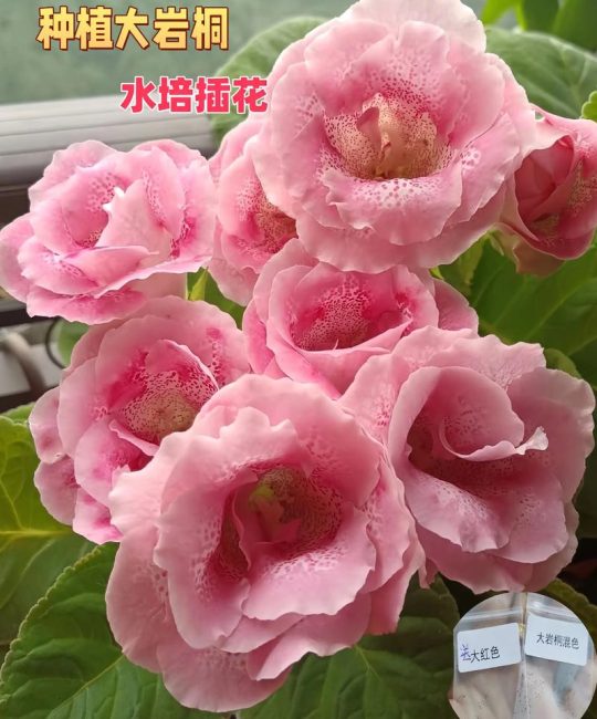 大岩桐花喜光吗？光照管理全攻略助你养出爆盆花球