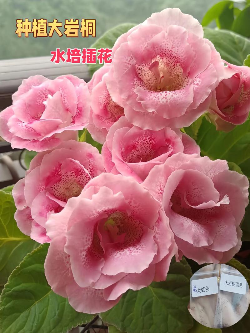 大岩桐花喜光吗?光照管理全攻略助你养出爆盆花球 理解大岩桐的“光”密码