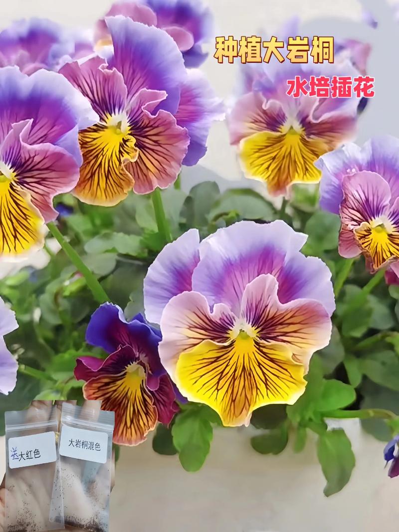 大岩桐花喜光吗?光照管理全攻略助你养出爆盆花球 养护小贴士:定期旋转花盆