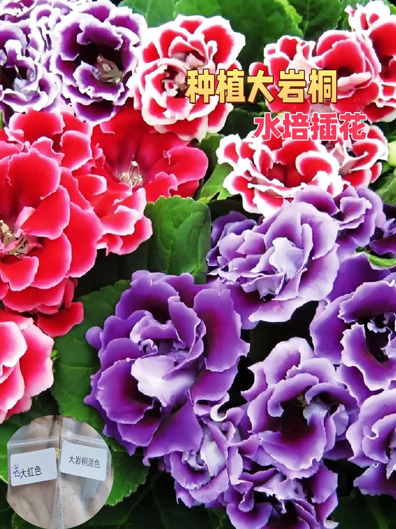 大岩桐花喜光吗?光照管理全攻略助你养出爆盆花球 不同季节的光照管理技巧