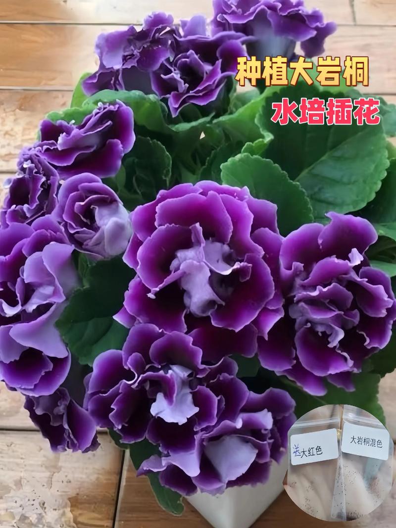 大岩桐花喜光吗?光照管理全攻略助你养出爆盆花球 判断光照是否合适的“小信号”