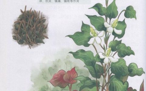 鱼腥草可以治结石吗？园艺视角下的种植与药用价值解析