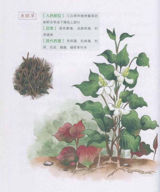 鱼腥草可以治结石吗？园艺视角下的种植与药用价值解析