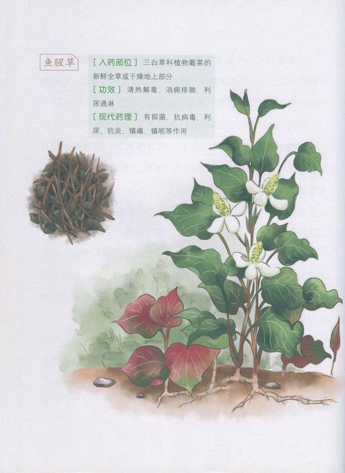 鱼腥草可以治结石吗?园艺视角下的种植与药用价值解析 一、鱼腥草与结石的民间说法
