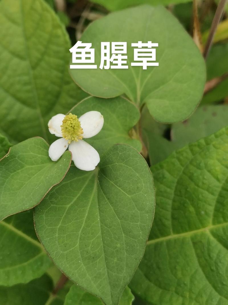 鱼腥草可以治结石吗?园艺视角下的种植与药用价值解析 二、为什么要在花园里种鱼腥草?