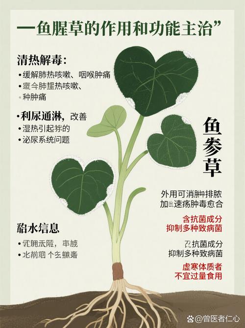 鱼腥草可以治结石吗?园艺视角下的种植与药用价值解析 四、关于“鱼腥草治结石”的理性建议