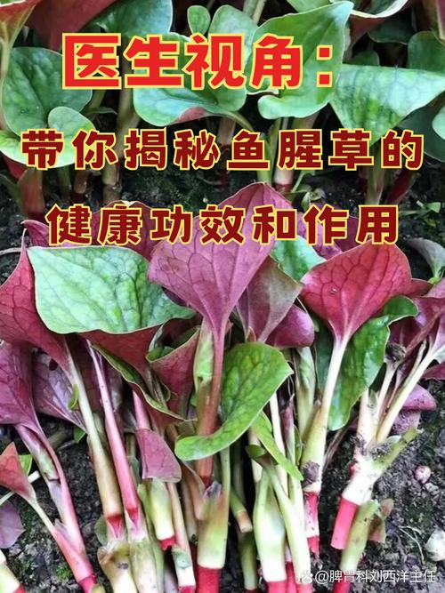 鱼腥草可以治结石吗?园艺视角下的种植与药用价值解析 五、结语
