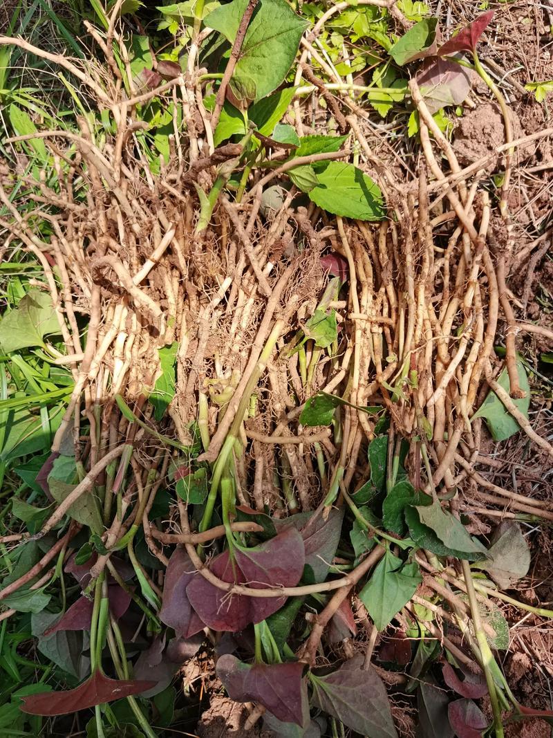 鱼腥草可以治结石吗?园艺视角下的种植与药用价值解析 三、鱼腥草的种植与养护要点