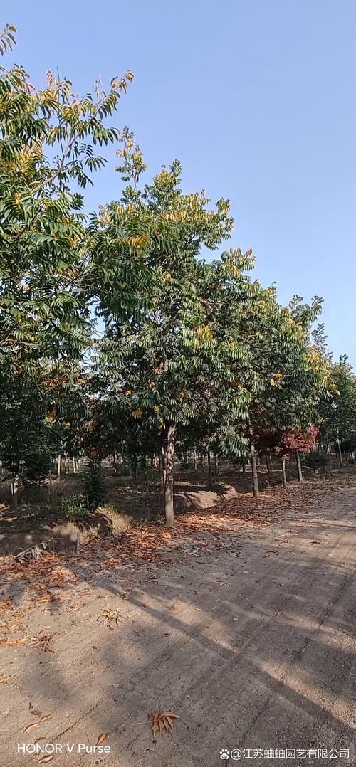 贵州有无患子树吗?探秘无患子在贵州的分布与园艺价值 贵州有无患子树吗?——探秘无患子在贵州的分布与园艺价值