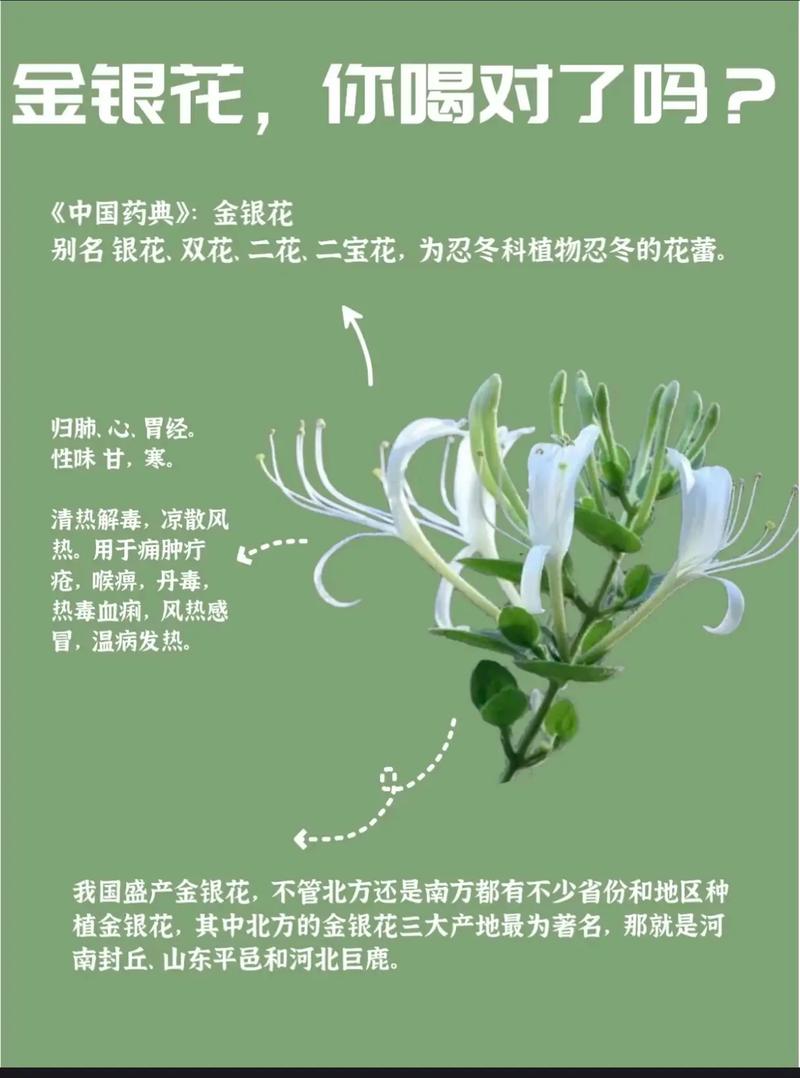 H1: 金银花与菊花:家庭园艺种植与去湿热功效全解析 常见误区与纠正