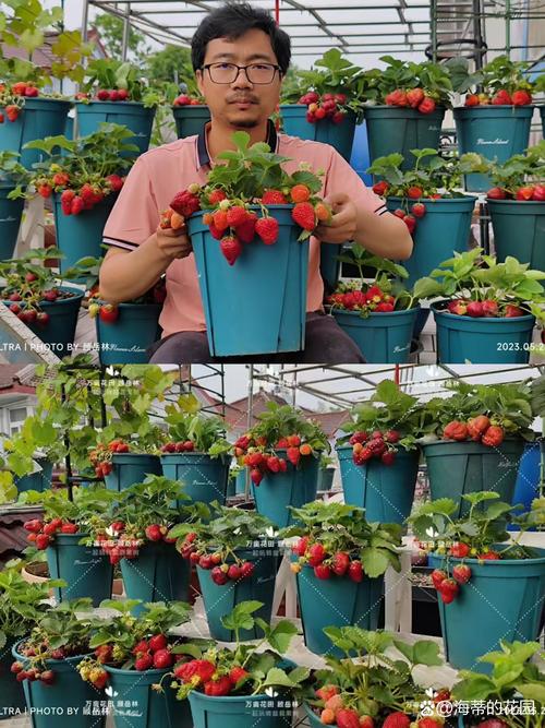 草莓怎么盆栽?从品种选择到养护技巧,阳台种出甜蜜果实 一、品种选择:适合盆栽的草莓品种