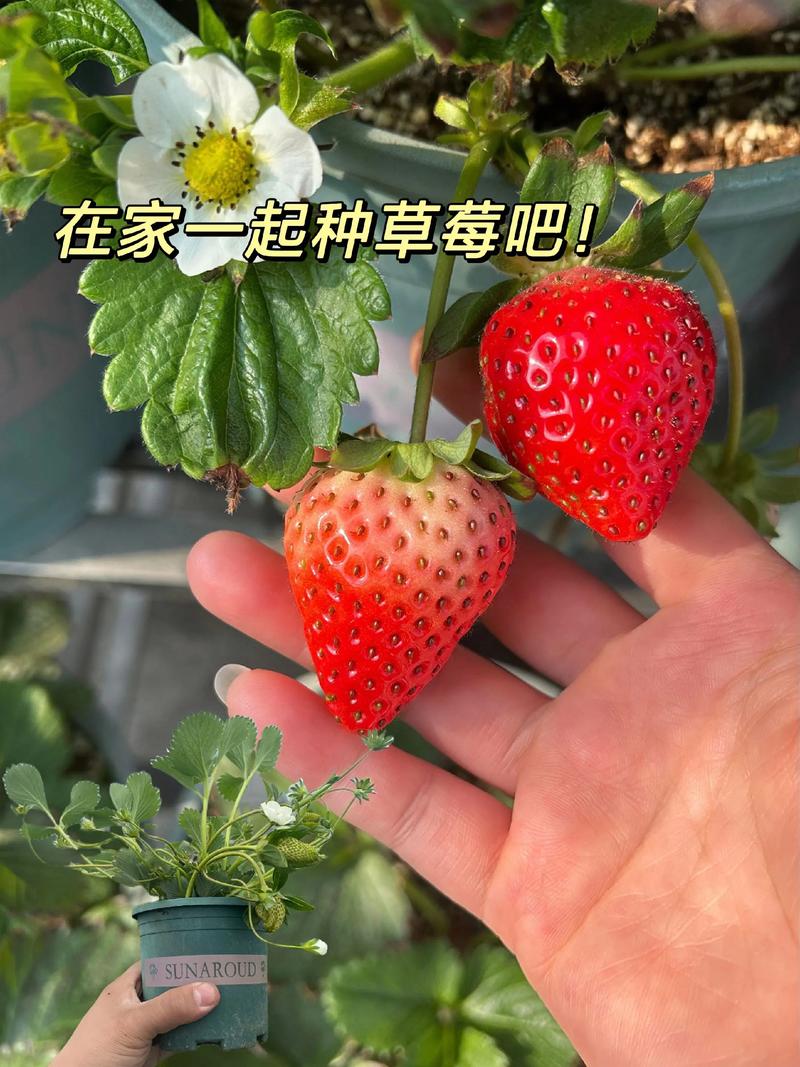 草莓怎么盆栽?从品种选择到养护技巧,阳台种出甜蜜果实 六、病虫害防治:预防为主