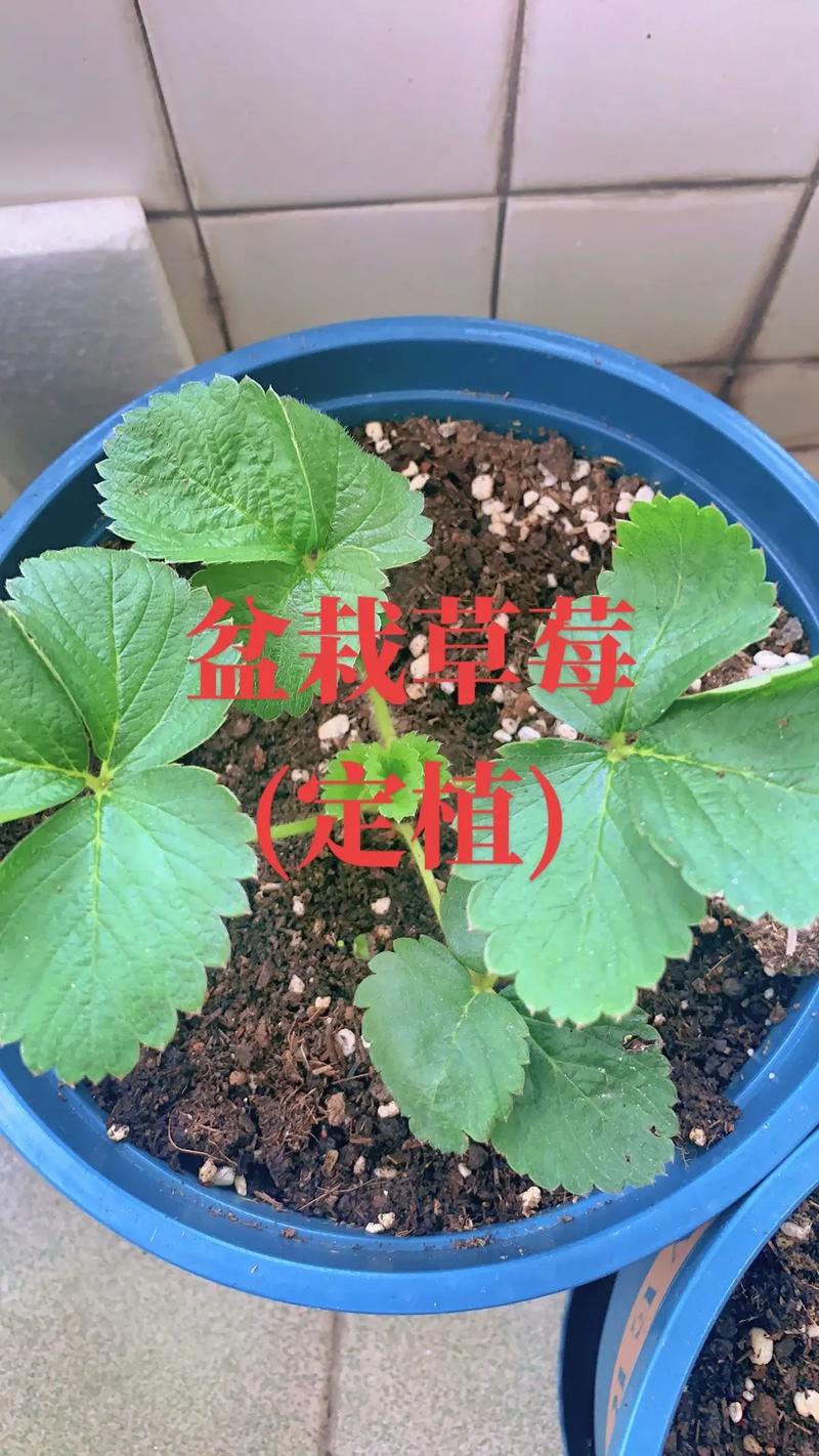 草莓怎么盆栽?从品种选择到养护技巧,阳台种出甜蜜果实 总结