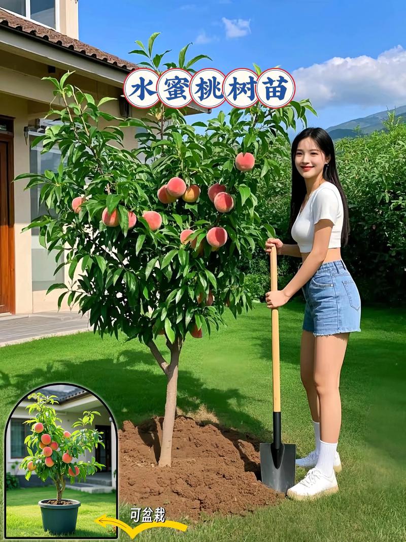 水蜜桃一亩地能种多少棵？