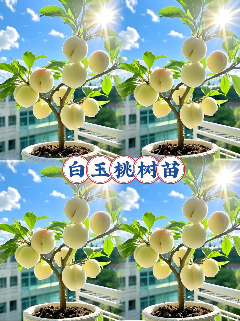 常见问题解答（FAQ）