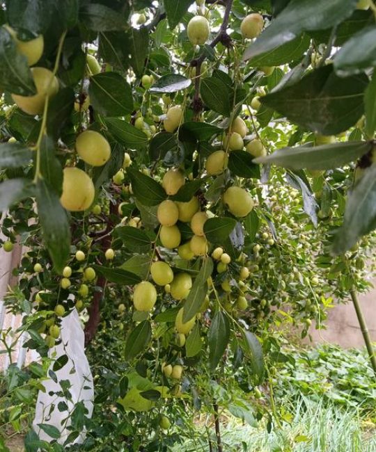门外种枣树好吗？庭院栽嫁接枣苗，定植后第2年挂果且寓意“早生贵子”的务实指南
