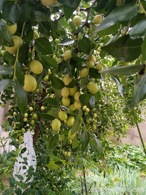 门外种枣树好吗?庭院栽嫁接枣苗,定植后第2年挂果且寓意“早生贵子”的务实指南 门外种枣树好吗?庭院栽嫁接枣苗,定植后第2年挂果且寓意“早生贵子”的务实指南