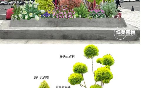公园都种什么花？从工程绿化视角看花卉选配与种植方案