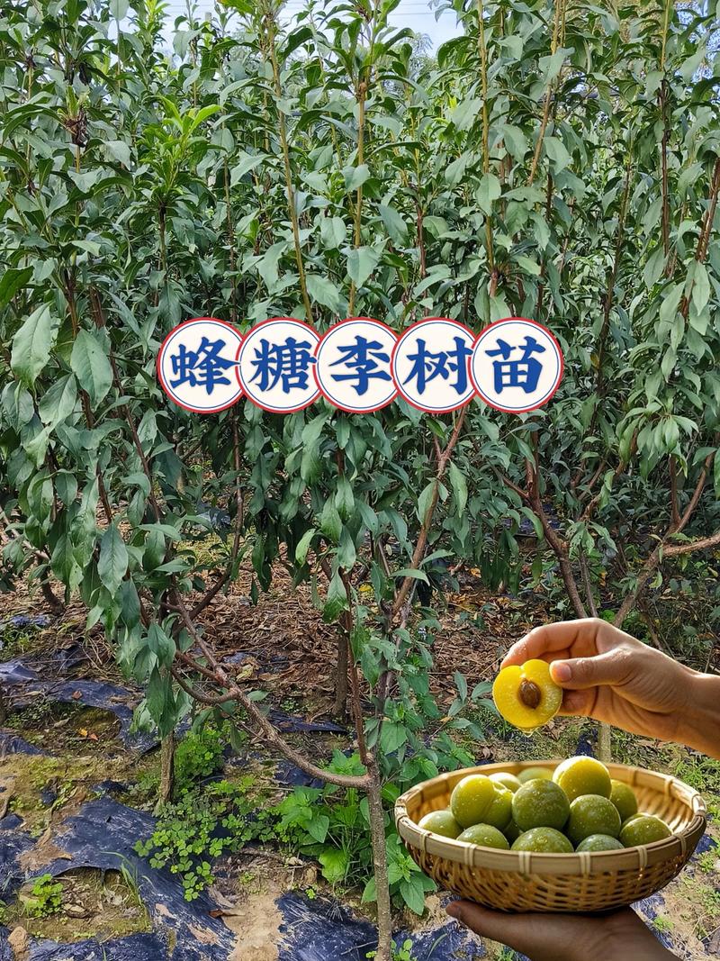 产地差异决定基础成本