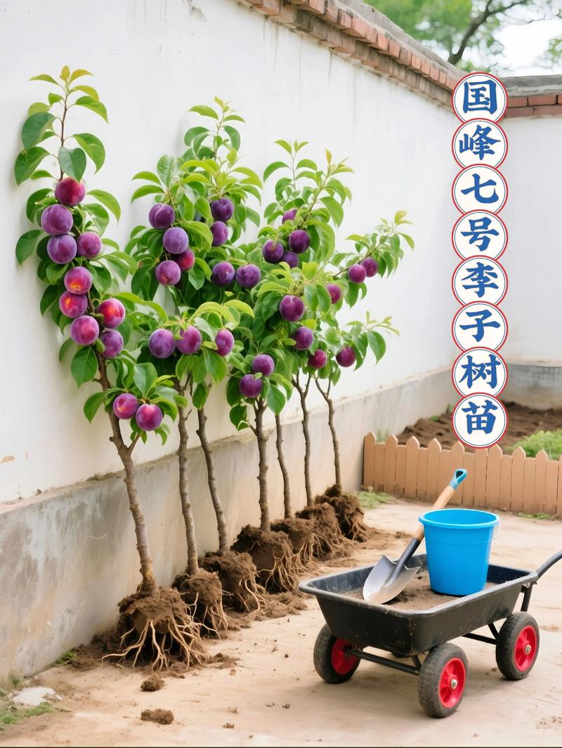 采购季节：秋季落叶后与早春萌芽前价格最低