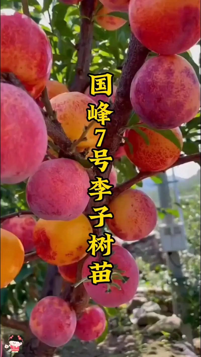 采购时验证嫁接口、根系与苗龄
