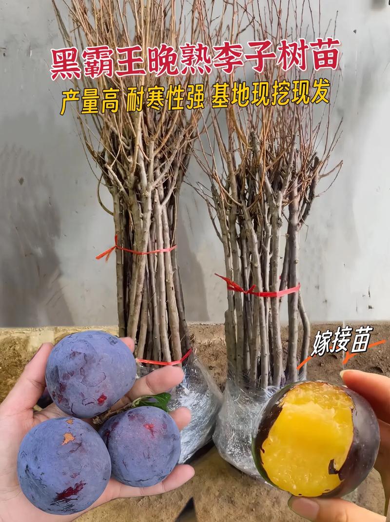常见问题（FAQ）