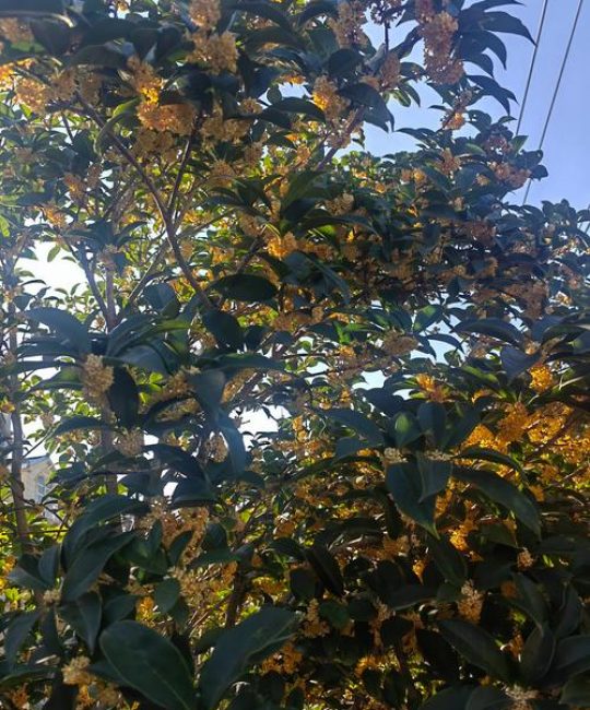 桂花树价值多少：从园艺角度解析其价格与内在价值