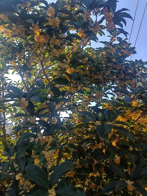 一、影响桂花树价格的核心因素