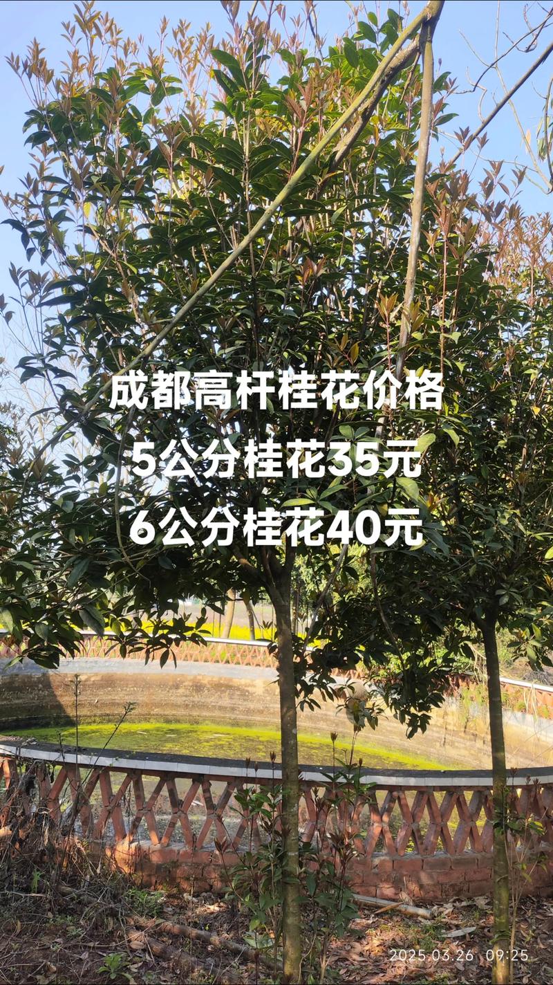 二、桂花树的其他实用价值