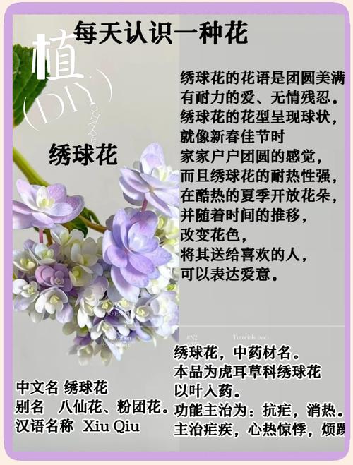 洋绣球花长什么样子——形态特征、品种辨识与家庭养护全解析 盆栽与地栽选择决策:到底哪一种更适合你