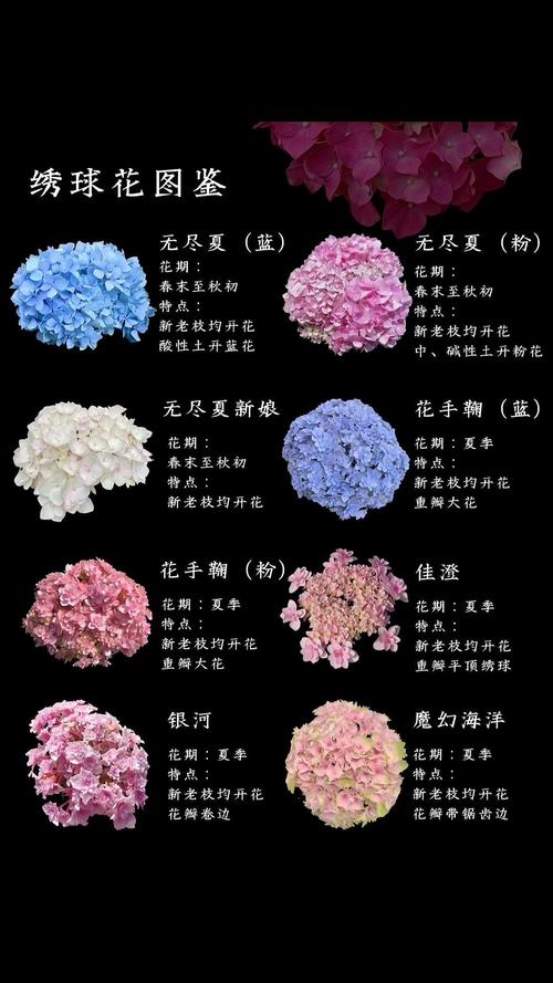 洋绣球花长什么样子——形态特征、品种辨识与家庭养护全解析 越冬与越夏管理:让洋绣球花平安度过极端季节