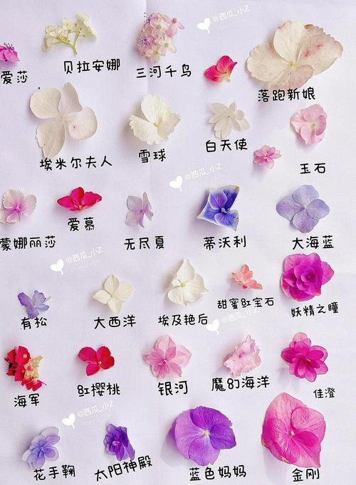洋绣球花长什么样子——形态特征、品种辨识与家庭养护全解析 常见误区与纠正